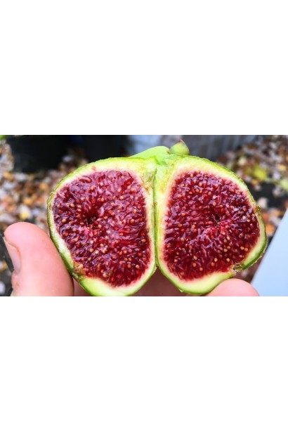 Инжир средне-поздний Адриатический